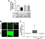 Phospho-eNOS (Ser1177) Antibody in Western Blot (WB)