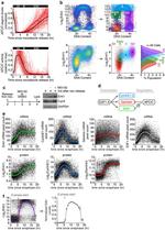 FBXO5 Antibody in Flow Cytometry (Flow)