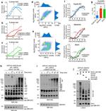 FBXO5 Antibody in Flow Cytometry (Flow)