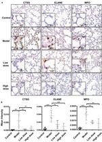 Myeloperoxidase Antibody in Immunohistochemistry (IHC)