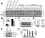 NDUFA9 Antibody in Western Blot (WB)