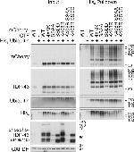 6x-His Tag Antibody in Western Blot (WB)