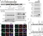 6x-His Tag Antibody in Western Blot (WB)