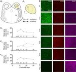 Connexin 30 Antibody in Immunohistochemistry (IHC)