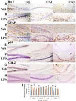 GILZ Antibody in Immunohistochemistry (IHC)