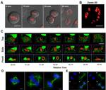 alpha Tubulin Antibody in Immunocytochemistry (ICC/IF)