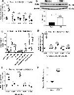 TLR9 Antibody in Western Blot (WB)