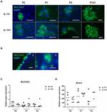 MUC5AC Antibody in Immunohistochemistry (IHC)