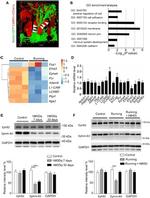 Ephrin B3 Antibody in Western Blot (WB)