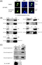 KPNA4 Antibody in Western Blot (WB)