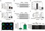 Estrogen Receptor beta Antibody in ChIP Assay (ChIP)