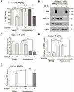 Estrogen Receptor beta Antibody in Western Blot (WB)