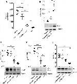 GAPDH Antibody in Western Blot (WB)