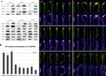 Raptor Antibody in Western Blot, Immunocytochemistry (WB, ICC/IF)