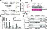 HA Tag Antibody in Western Blot (WB)