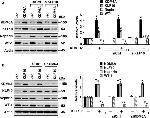 KLF10 Antibody in Western Blot (WB)