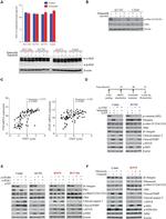 HGF Antibody in Neutralization (Neu)