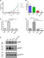 beta Tubulin Loading Control Antibody in Western Blot (WB)