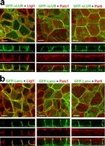 LLGL1 Antibody in Immunocytochemistry (ICC/IF)