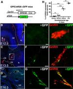 GnRH1 Antibody in Immunocytochemistry, Immunohistochemistry (ICC/IF, IHC)