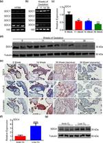 Syndecan 4 Antibody in Immunohistochemistry (IHC)