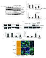 ZO-1 Antibody in Immunocytochemistry (ICC/IF)