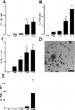 beta Amyloid Antibody in Immunohistochemistry (IHC)