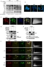 ATG9B Antibody in Western Blot, Immunocytochemistry (WB, ICC/IF)