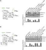 SMAD1 Antibody in Western Blot (WB)