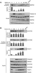 SMAD1 Antibody in Western Blot (WB)