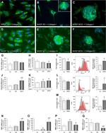 Collagen I Antibody in Flow Cytometry (Flow)