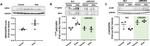 beta-1 Adrenergic Receptor Antibody in Western Blot (WB)