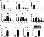 beta Tubulin Loading Control Antibody in Western Blot (WB)