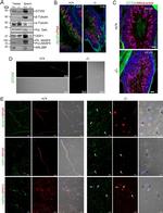 PDHA1 Antibody in Western Blot (WB)