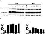 alpha Tubulin Antibody in Western Blot (WB)