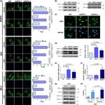 ZO-2 Antibody in Western Blot, Immunocytochemistry (WB, ICC/IF)