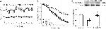 Phospho-eNOS (Ser1177) Antibody in Western Blot (WB)