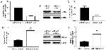 TEAD2 Antibody in Western Blot (WB)