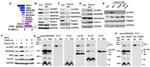 NDUFA4 Antibody in Western Blot (WB)