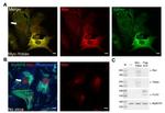 Myc Tag Antibody in Western Blot, Immunocytochemistry (WB, ICC/IF)