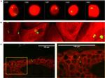 Claudin 1 Antibody in Immunocytochemistry (ICC/IF)