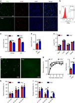 F4/80 Antibody in Immunohistochemistry (IHC)