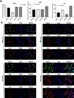 p53 Antibody in Immunocytochemistry (ICC/IF)