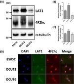 SLC7A5 Antibody in Immunocytochemistry (ICC/IF)