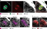 alpha Tubulin Antibody in Immunocytochemistry (ICC/IF)