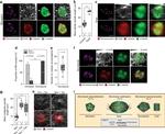 alpha Tubulin Antibody in Immunocytochemistry (ICC/IF)