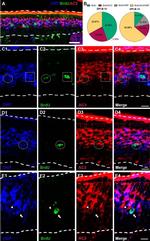 Adenylate Cyclase 3 Antibody in Immunohistochemistry (IHC)