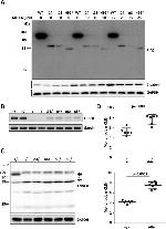 DYKDDDDK Tag Antibody in Western Blot (WB)