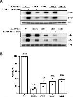 DYKDDDDK Tag Antibody in Western Blot (WB)