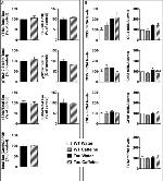 Phospho-Tau (Ser262) Antibody in Western Blot (WB)